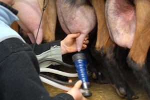 A nearly perfect udder: high, full, well attached. A goat's udder should have only two teats, one per side.